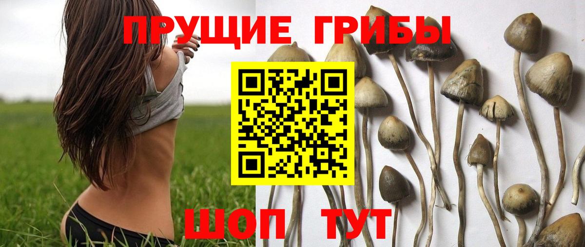 что такое   Псилоцибиновые грибы ЛСД  Тобольск  Вход с VPN  Галлюциногенные грибы GOLDEN TEACHER 